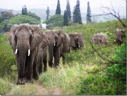 Join the Elephant Stampede!