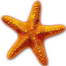 STARFISH 1