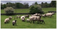*LAMBING SEASON