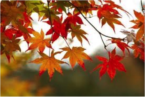 FALL LEAVES LARGE