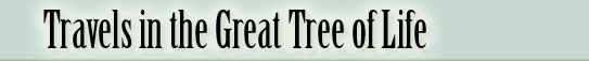 TREE OF LIFE LOGO