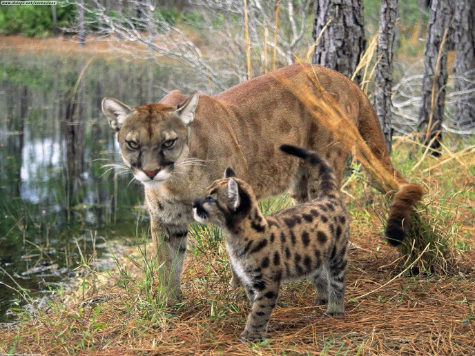 FLORIDA PANTHERS