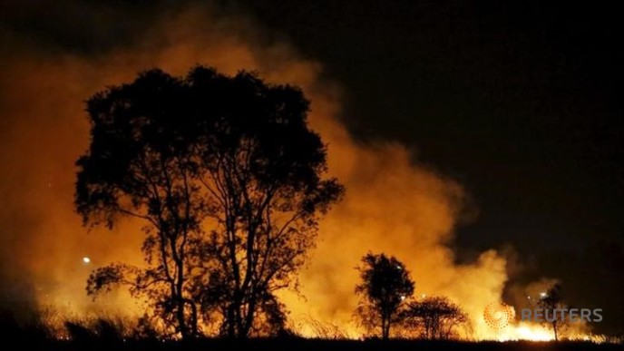 FOREST FIRES
