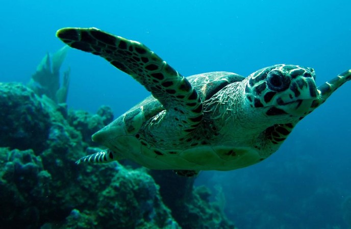 Hawksbill Turtle