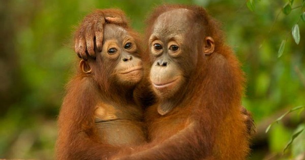 Orangutan babies, Indonesia