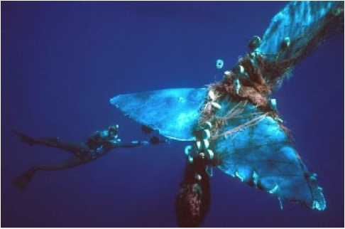 Diver trying to help a whale entangled in fishing gear