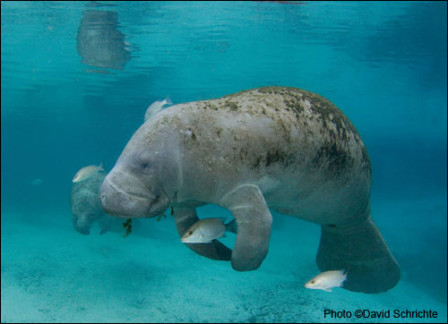 MANATEE