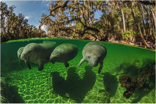 Because of its warm waters, Florida's Blue Spring State Park is a winter refuge for a growing number of manatees (pictured). Photo by Paul Nicklen, National Geographic