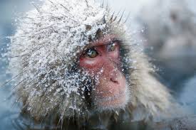 SNOW MONKEY