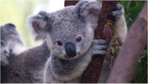 KOALAS
