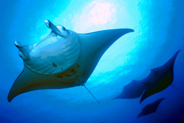 MANTA RAY