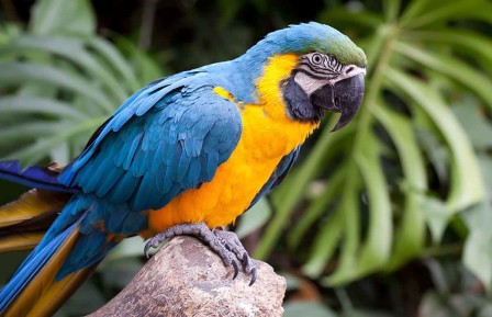 Macaw Parrot