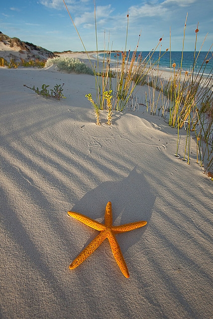 Photo by John White, Australia