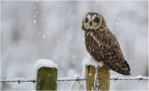 OWL IN SNOW LGE