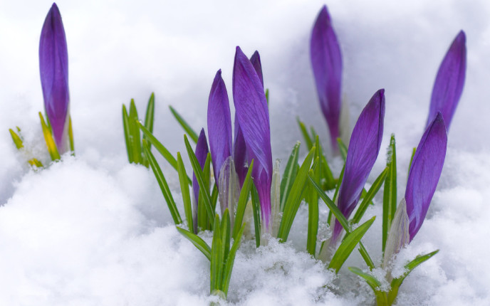 CROCUSES IN SNOW