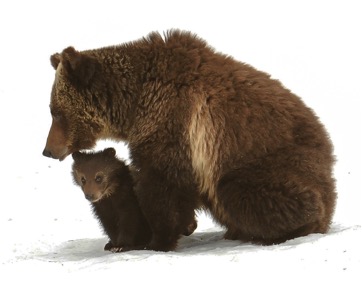 GRIZ MOM & CUB