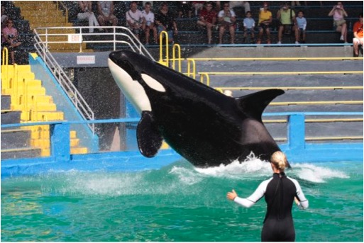 ORCA LOLITA