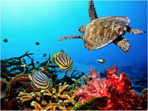 SEA TURTLE & CORAL