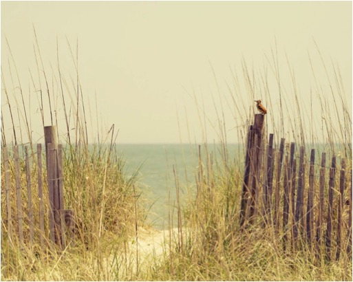 BEACH FENCE GRASS BIRD