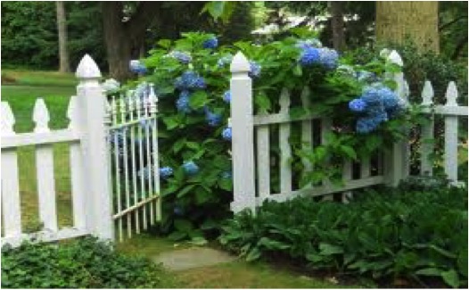 GATE & HYDRANGEAS LARGE