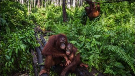 ORANGUTANS BORNEO BLOG