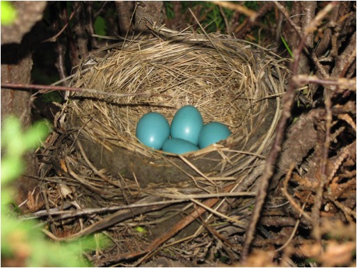 ROBIN EGGS IN NEST