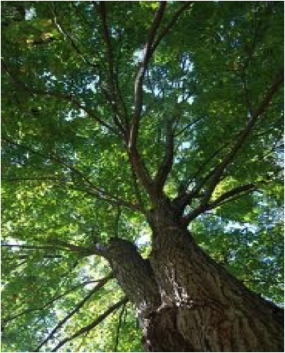 TREE - LARGE