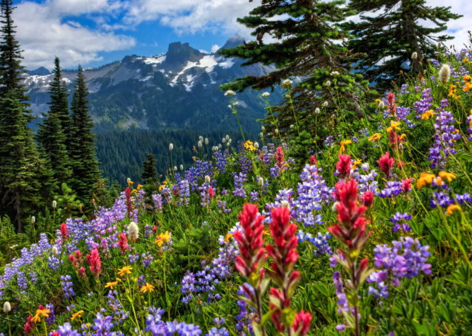 Wildflowers Mountain meadow