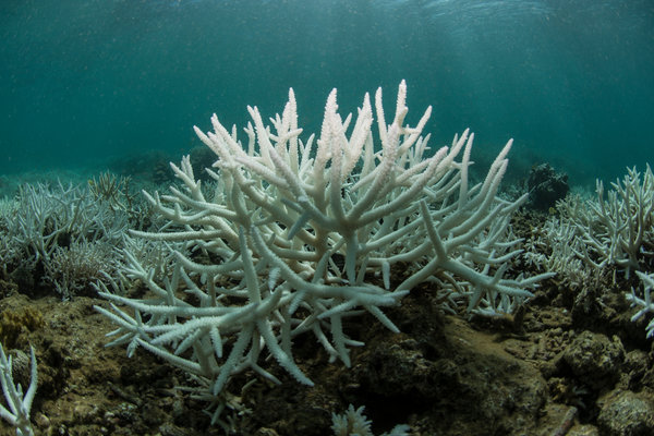 coral bleached