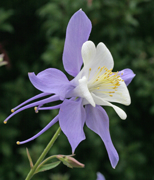 COLUMBINE FLOWER : BLUE