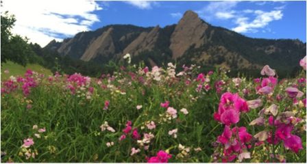BOULDER FLATIRONS & WILDFLOWERS