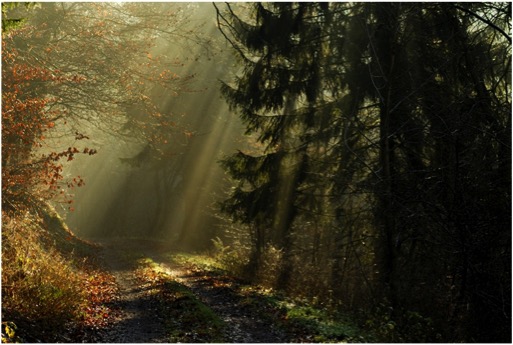 TREES MIST RAYS