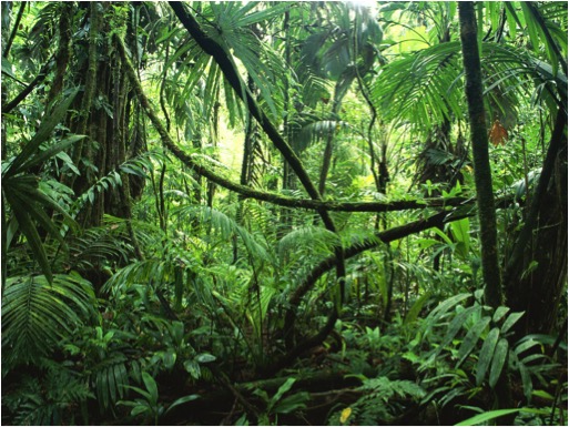 AMAZON RAINFOREST