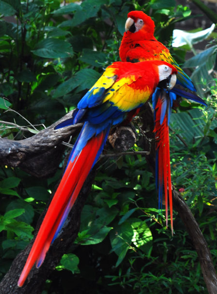 MACAWS IN RAINFOREST