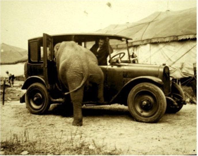 elephant-in-old-car-large